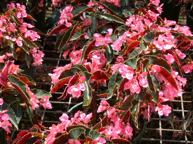 B. ‘Pink Imp’